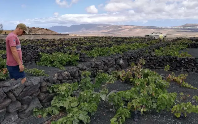 Bodega Erupción
