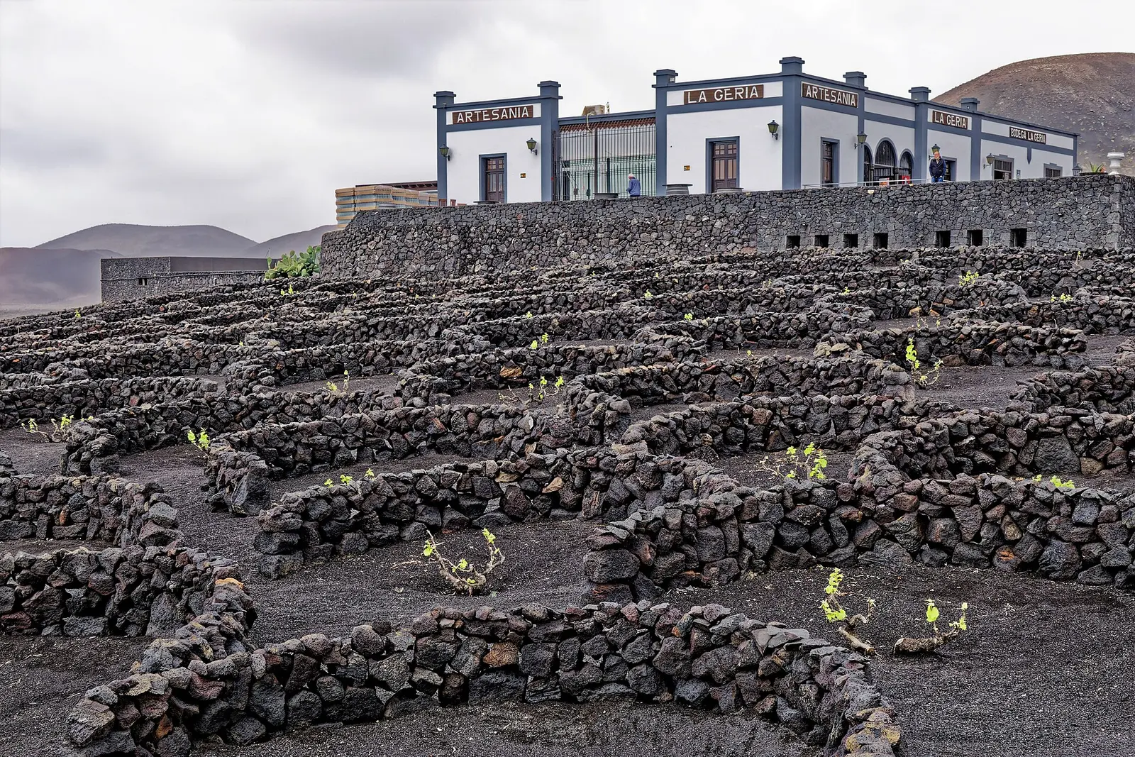 Bodega La Geria