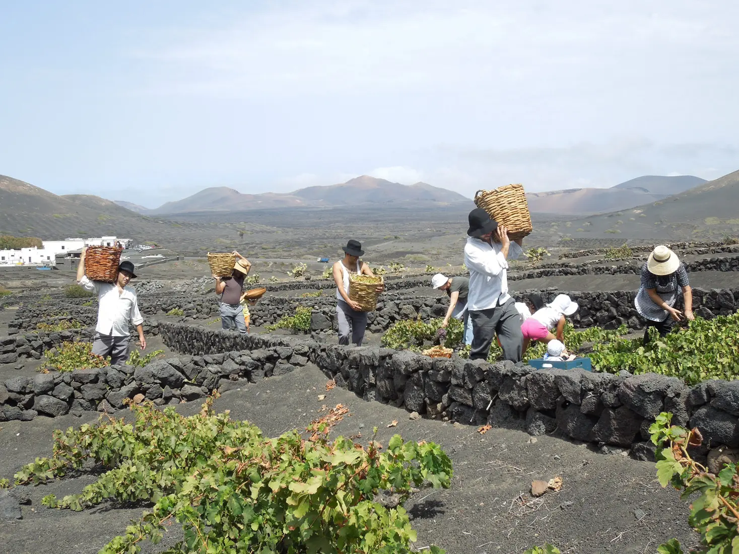 Bodegas Los Bermejos